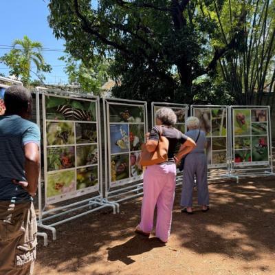 ‘Wild Haiti 2025’ exhibit reconnects Haitians with their ecological heritage